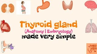 Thyroid gland  Anatomy  Embryology  Histology  Med Vids made simple [upl. by Francesco259]