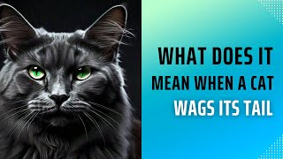 What Does it Mean When a Cat Wags its Tail [upl. by Selry]