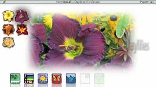 Proven Winners® Gardener Channel Proven Winners® Hemerocallis Daylilies [upl. by Selim406]