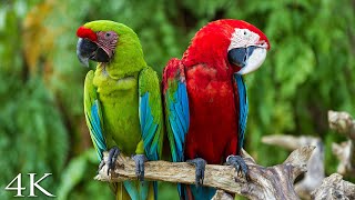 4K Breathtaking Colorful Birds of the Rainforest 2 Wildlife Nature Film  Jungle Sounds 90 Minutes [upl. by Felizio]