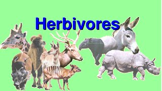 What are Herbivores Video for Kids [upl. by Ahseenal]