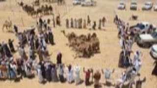 Camel beauty pageant held in Yemens desert [upl. by Nerte]