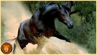 10 Most Amazing Horse Breeds in the World [upl. by Grosvenor]