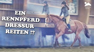 Ein Rennpferd Dressur reiten Zu Besuch auf Gestüt Idee [upl. by Mikol]