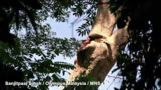 Helmeted Hornbill  Hornbills of BelumTemengor Malaysia [upl. by Asin]