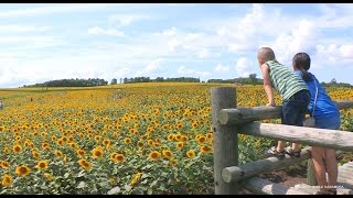 【北海道の絶景】 北竜町ひまわり畑 ２０１４ Sunflower field Uryuugunhokuryuuchou Hokkaido Japan [upl. by Nosilla]