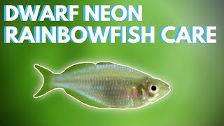 How to Care for Dwarf Neon Rainbowfish Praecox [upl. by Chem]