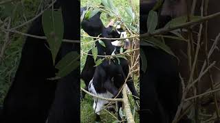 Goat Family is eating Willow Tree 🐐 [upl. by Courtnay]