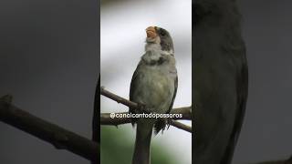 Golinha Cantando Ao Amanhecer golinho golado observaçãodeaves brejal [upl. by Laveen]