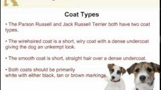 Jack Russell Terrier and Parson Russell Terrier  Are They Two Different Dog Breeds [upl. by Kemeny]