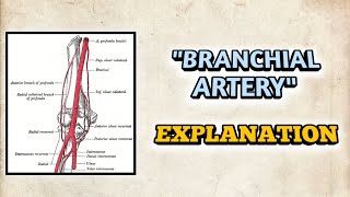 quotBRACHIAL ARTERYquot EXPLANATION  Anatomy  Upper Limb  MEDICO [upl. by Nalod]