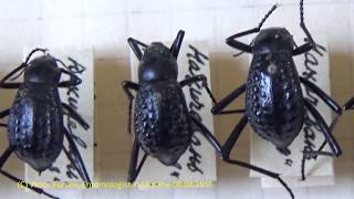 Unique Collection Darkling Beetle Adesmia pulcherrima Tenebrionidae Coleoptera in Kiev Ukraine [upl. by Kcyred960]