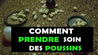 AVICULTURE 05 Astuces pour bien prendre soin des poussins dès leur premier jour Volaille [upl. by Anirtal248]