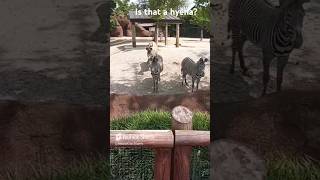 St Louis Zoo its Zebras amp My Dog [upl. by Rist]