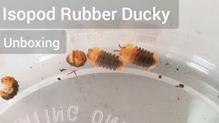 Isopod Unboxing  Isopod Rubber Ducky  Isopod Pet  Cubaris Species [upl. by Laamak]