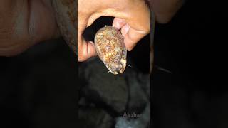 Cypraea snail 🐌 live in beach shorts [upl. by Alesig]