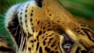 Jaguar trips on Ayahuasca DMT in Rainforest [upl. by Cire634]