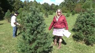 Christmas Tree Farm part 2 [upl. by Placidia]