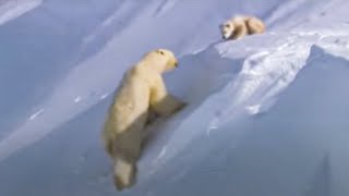 Polar Bear Cubs Out on the Arctic Ice  BBC Studios [upl. by Enaoj223]