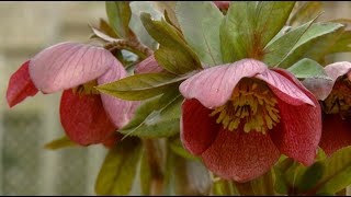 Hellebores Plants [upl. by Dewhirst978]