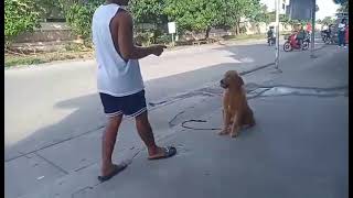 DOG TRAINING GOLDEN RETRIEVER BASIC OBEDIENCE TRAINING [upl. by Mhoj]