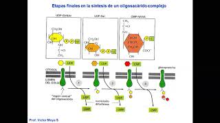 Vídeo Clase Golgi y lisosomas parte II [upl. by Lebazi]