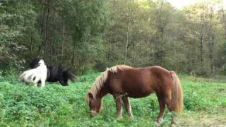 cheval islandaisNEVA ARRIVE AU PARCFORETDOMAINE DE RABREUX5 [upl. by Cy594]