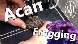 Coral Propagation 101 Fragging Acans and Favia [upl. by Nawuj]