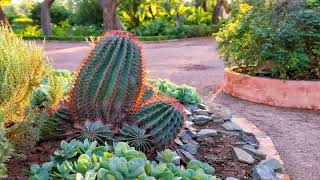 Front Yard Desert Landscaping Ideas On A Budget [upl. by Bik]