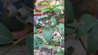 Rabbiteye Blueberry Year 2 in Pot Oregon June 29 2024 shorts shortsvideo blueberry fruit [upl. by Eden755]