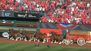 The Budweiser Clydesdales go around Busch Stadium for 2018 home opener [upl. by Arraes]