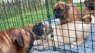 AMAZING Boerboel Puppy Transformation From 3 Days To 6 Weeks Old Cute Chunky Pups [upl. by Mcquade]