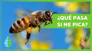 ¿Qué hacer si me PICA una ABEJA 🐝  Síntomas y Cómo Evitarlas [upl. by Melitta]