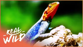 The Strange World Of Lizards Wildlife Documentary  Wild About  Real Wild [upl. by Brett]