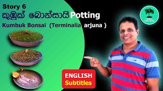 Story 6  කුඹුක් බොන්සායි බඳුන්ගත කිරීම Potting Kumbuk Bonsai Terminalia arjuna [upl. by Bergstein626]