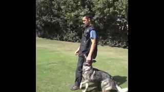 Schutzhund IPO Heeling Training [upl. by Ahsoek]