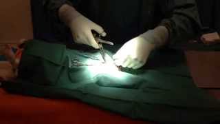 Behind the scenes in our Veterinary Surgical Theatre Desexing a male dog neutering [upl. by Deloria160]