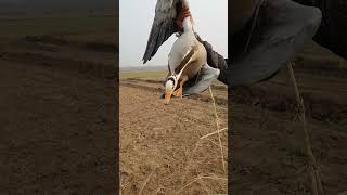 Bar Headed Goose  Hunting videos  shikar  Sameerhunter  goose migration barheadedgoose [upl. by Suilienroc]