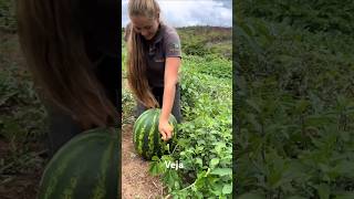 Veja  aves vidanaroça pisciculturabrasil agro humor piscicultura vidanocampo [upl. by Oisorbma]