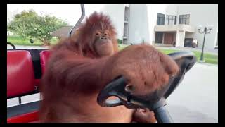 Orangutan Driving Golf Cart [upl. by Negris]