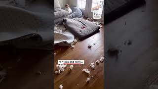 This dog tore up a couch pillow and didnt seem sorry about it dogs [upl. by Latreshia654]