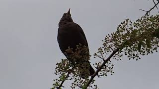 Amsel schimpft [upl. by Neitsabes]