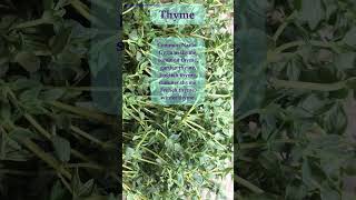 Thyme Thymus vulgaris thyme herbs [upl. by Billy]