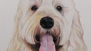 Cockapoo Coloured Pencil Pet Portrait [upl. by Oisorbma]