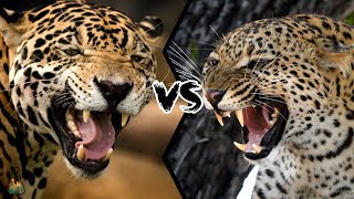 JAGUAR VS LEOPARD  Who will win this battle [upl. by Iadrahc]