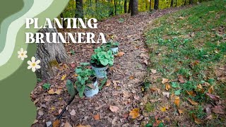 Planting Brunnera [upl. by Chaille]