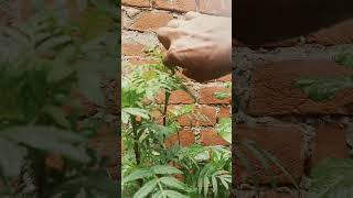 Marigold ko bushy kaise banaye flowers plants care tips [upl. by Hayouqes721]