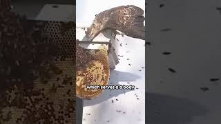 Honey Buzzard The Bees Nightmare shorts [upl. by Audri]