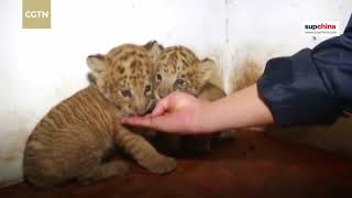 Meet two ligers born to a lion father and a tiger mother [upl. by Aylatan]