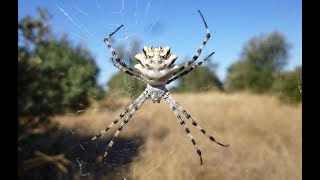 Argiope lobata una araña espectacular [upl. by Harhay837]